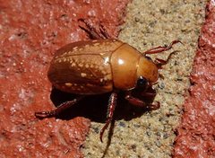 Anoplognathus concolor