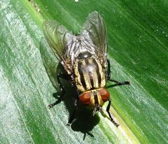 Sarcophaga bidentata