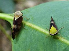 Brunotartessus fulvus