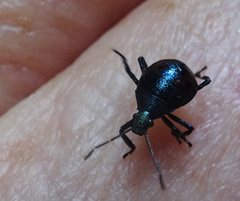 Montrouzierellus