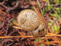 Pseudohydropus parafunebris