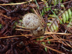 Pseudohydropus parafunebris