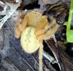 Neosparassus salacius