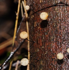 Marasmius alveolaris