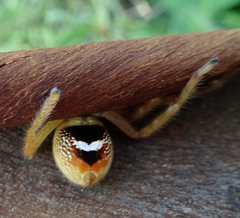 Neosparassus salacius