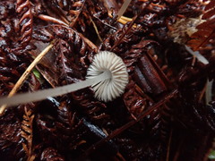 Pseudohydropus parafunebris