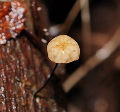 Marasmius alveolaris
