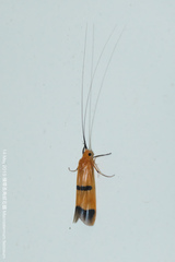 Macrostemum fastosum