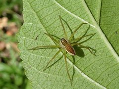 Dolomedes facetus