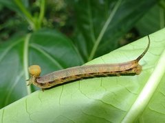 Macroglossum prometheus