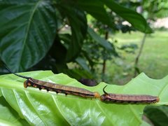 Macroglossum prometheus