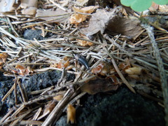 Philonthus decorus