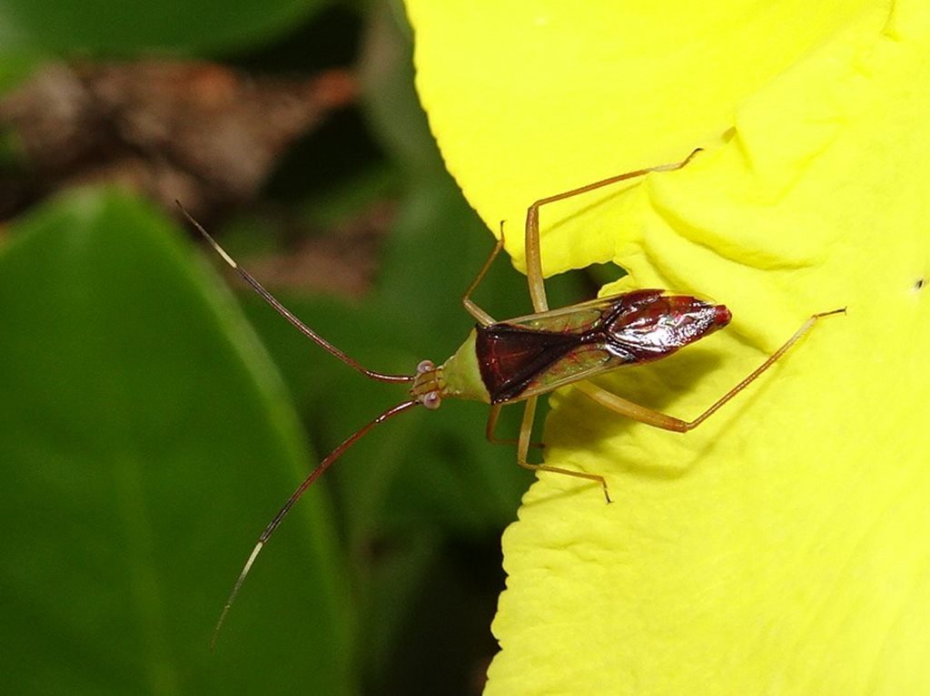 Hyalopeplus rubroclavatus