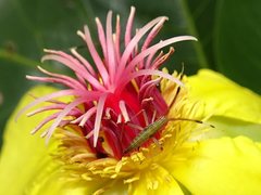 Hyalopeplus rubroclavatus