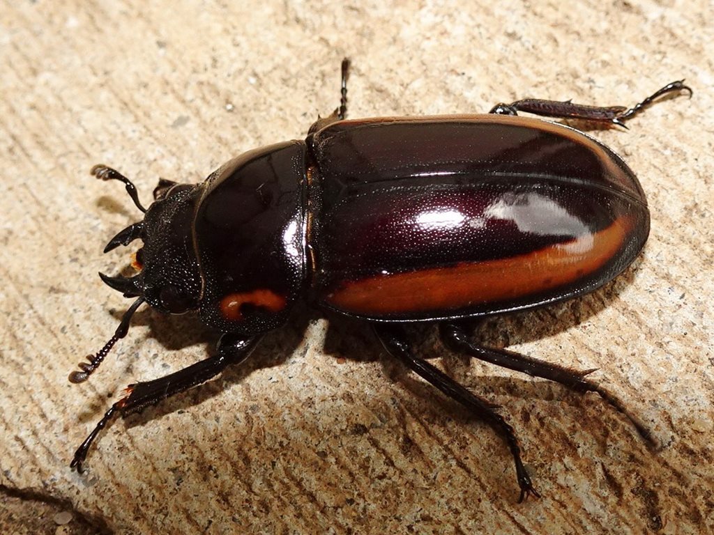 Prosopocoilus Torresensis From 178 Charlotte St, Cooktown Qld 4895 