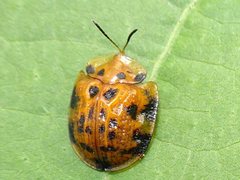 Laccoptera impressa