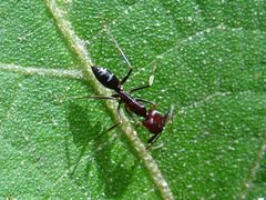 Odontomachus cephalotes