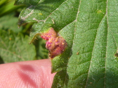 Puccinia urticata