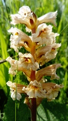 Orobanche lutea