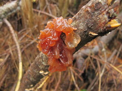 Tremella vesiculosa