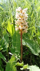 Orobanche lutea
