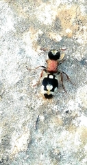 Ronisia barbarula