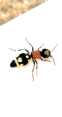Ronisia barbarula