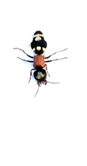 Ronisia barbarula