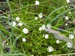 Stellaria longipes