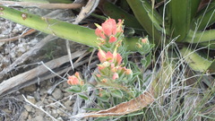 Castilleja rigida
