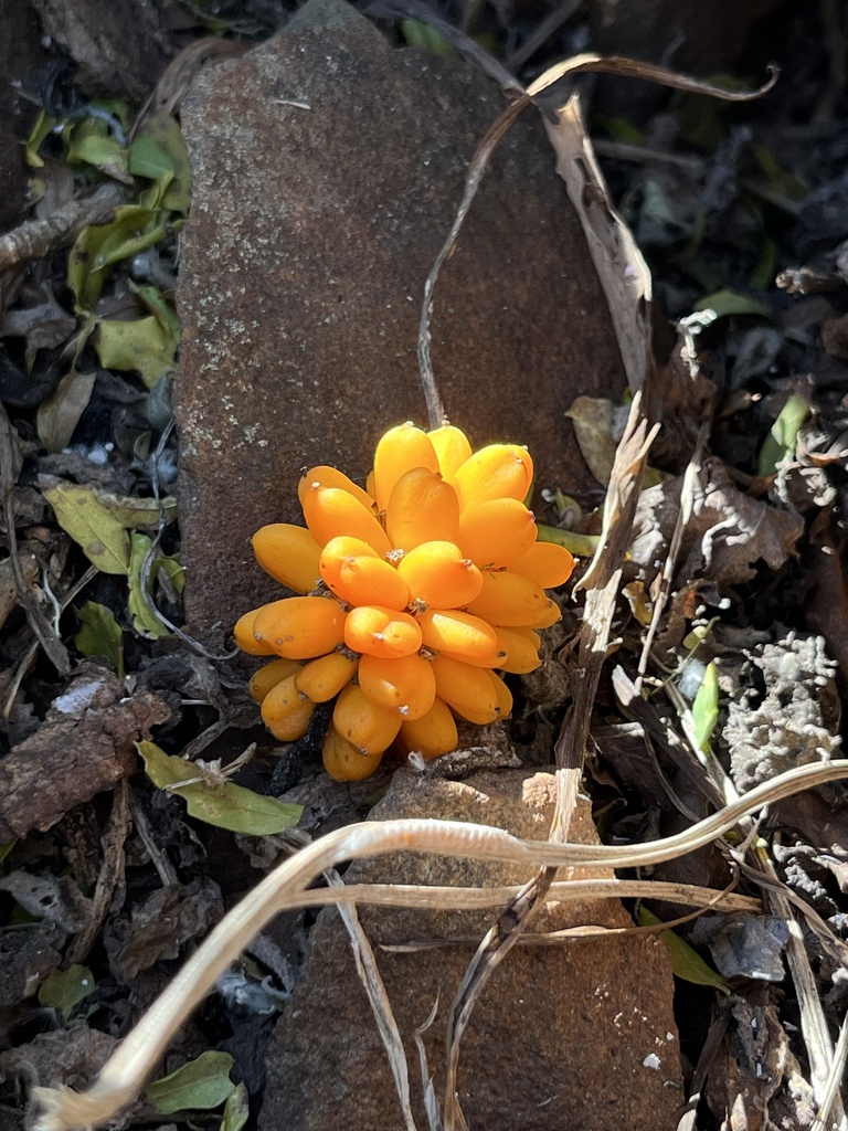 Pyrenacantha kaurabassana
