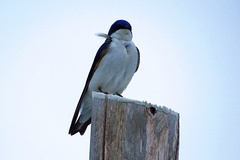 Tachycineta bicolor image