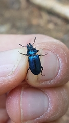 Platycerus