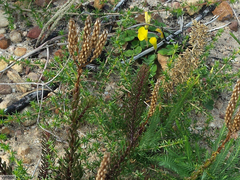 Pseudoselago gracilis