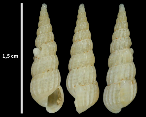 Pyrgostylus striatulus