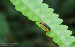 Trichobalya bowringii