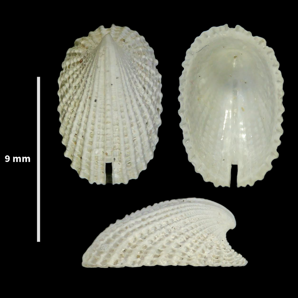 Emarginula octaviana