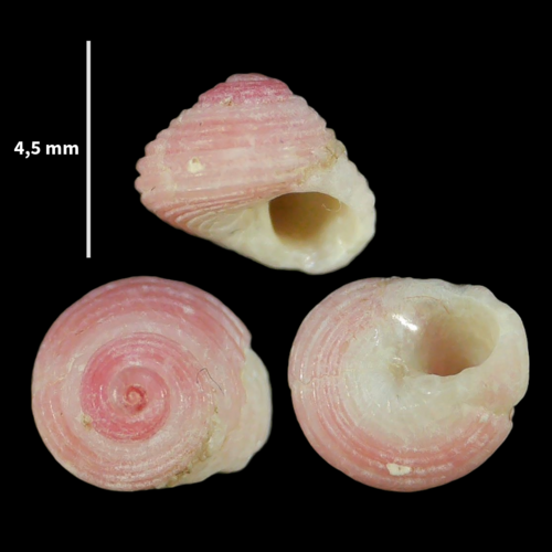 Homalopoma sanguineum