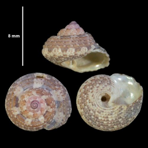 Gibbula ardens