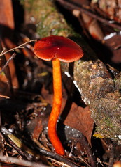 Cortinarius kula