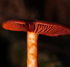 Cortinarius kula