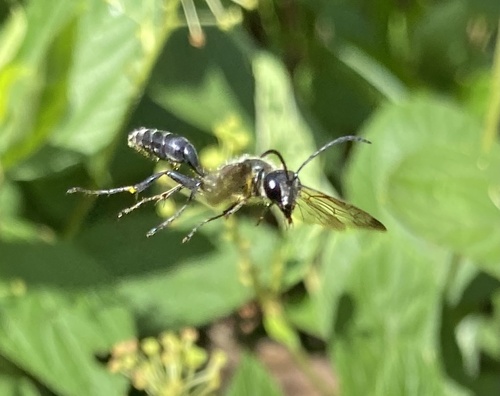 Mexican Grass-carrying Wasp photo 3