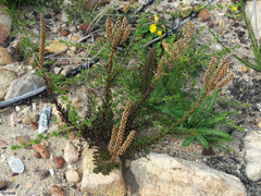 Pseudoselago gracilis