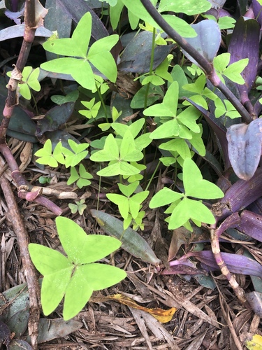 Garden pink-sorrel