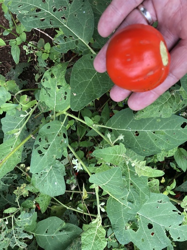 Solanum aethiopicum iNat (1)