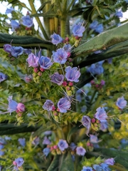 Echium pininana