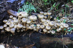 Armillaria limonea