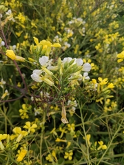 Raphanus raphanistrum