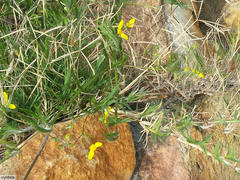 Osteospermum aciphyllum