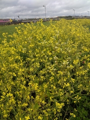 Raphanus raphanistrum